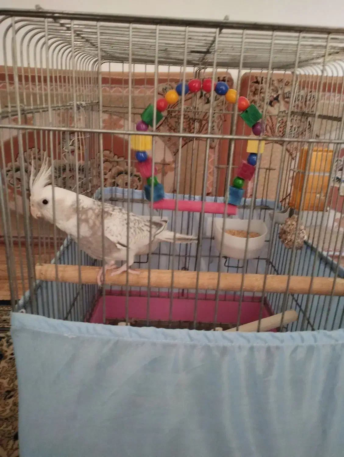 هلندی سالم وجوون|پرنده|پیشوا, |دیوار