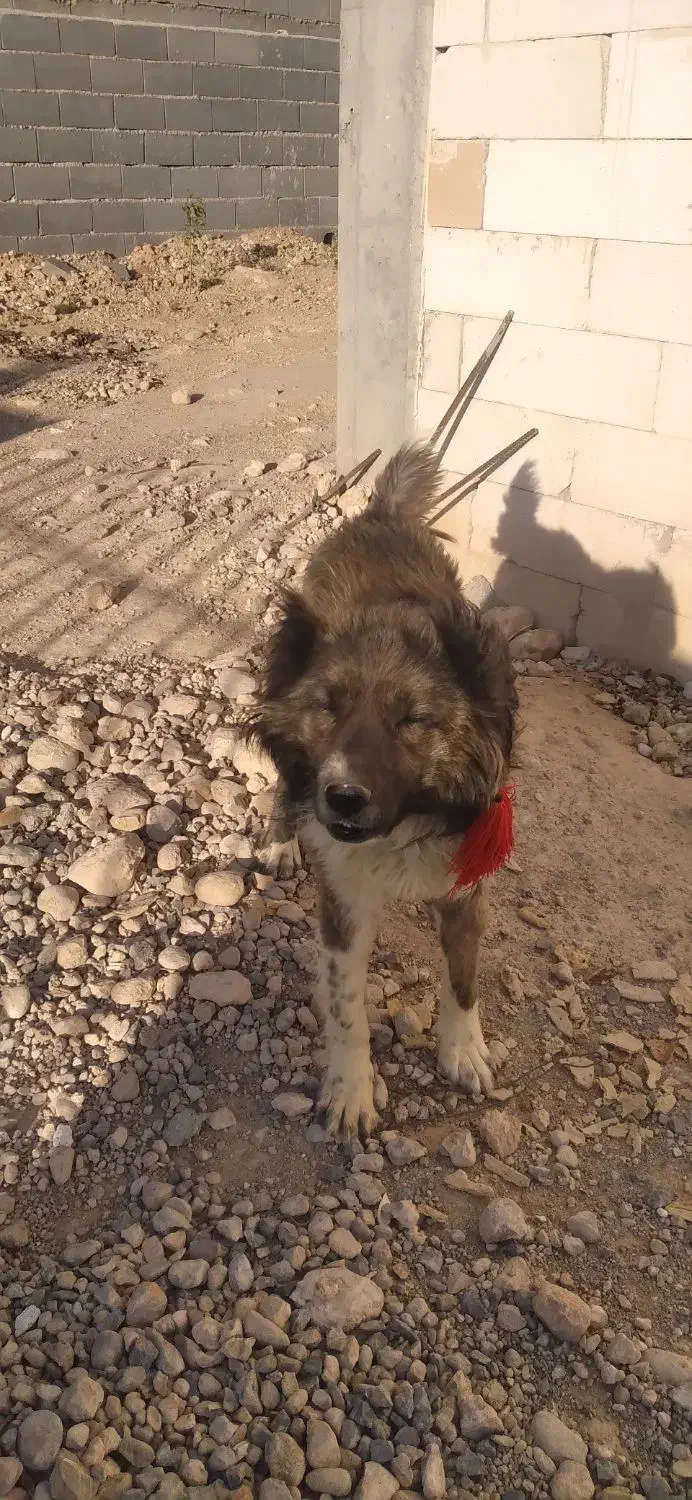 سگ واگذاری|سگ|بروجن, |دیوار