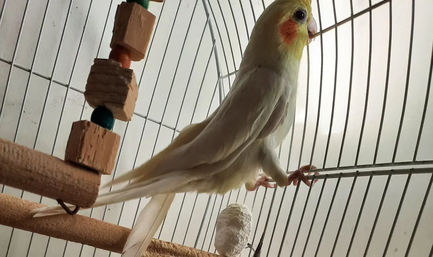 عروس هلندی نر سالم|پرنده|سنندج, |دیوار