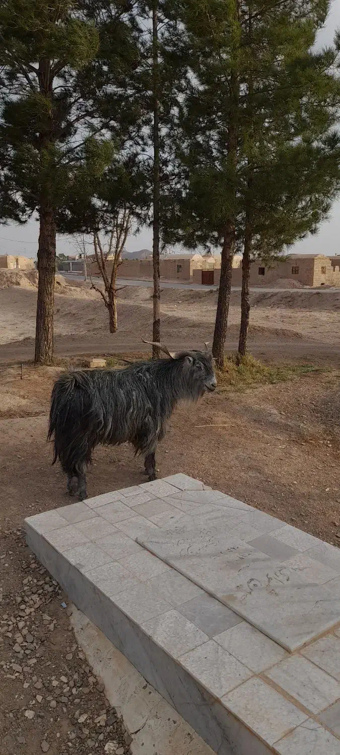 یک عددتکه|حیوانات مزرعه|خوسف, |دیوار