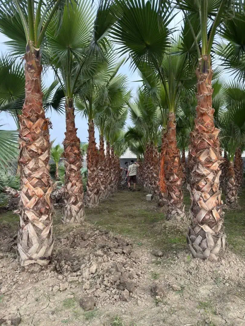 فروش عمده و خرده درخت پالم|گل و گیاه طبیعی|شیراز, گویم|دیوار