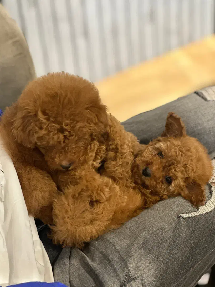 خانه پودل|سگ|تهران, فرمانیه|دیوار