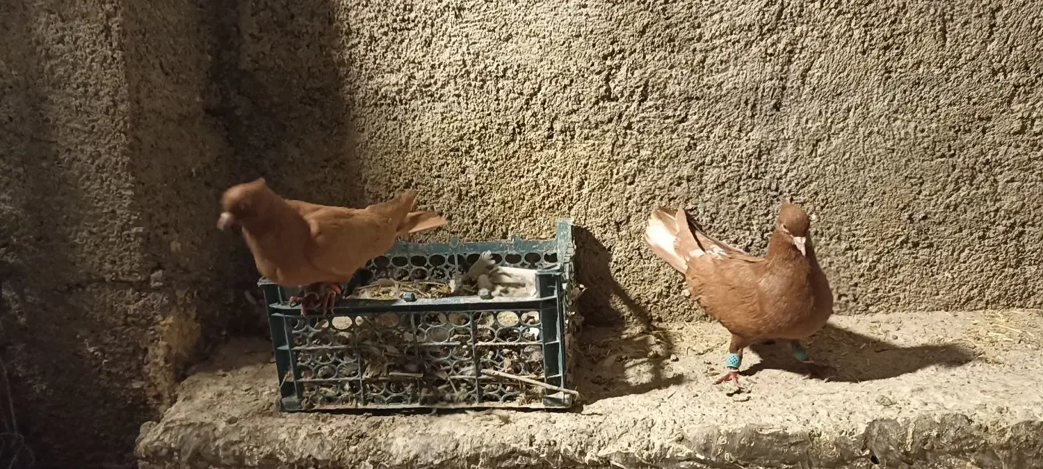 رنگ دمبی تهرانی|پرنده|چگنی, |دیوار