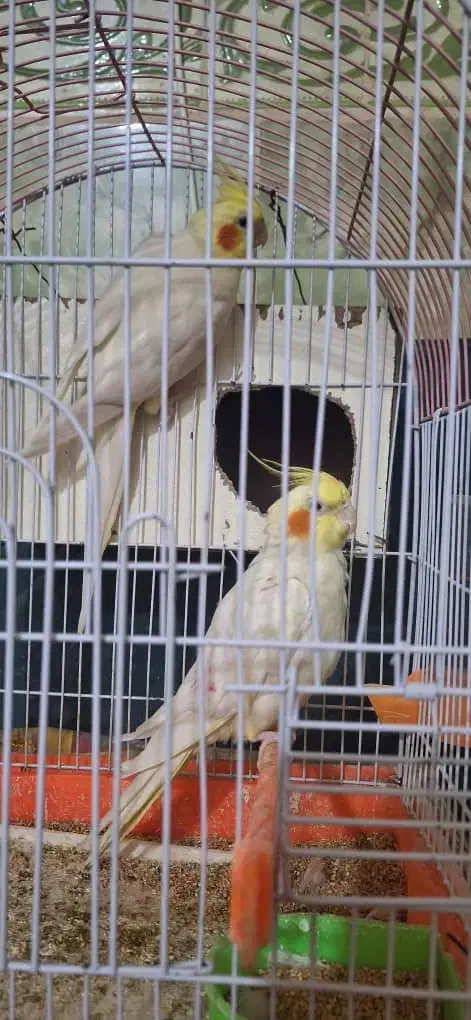 3000000|پرنده|نیک شهر, |دیوار