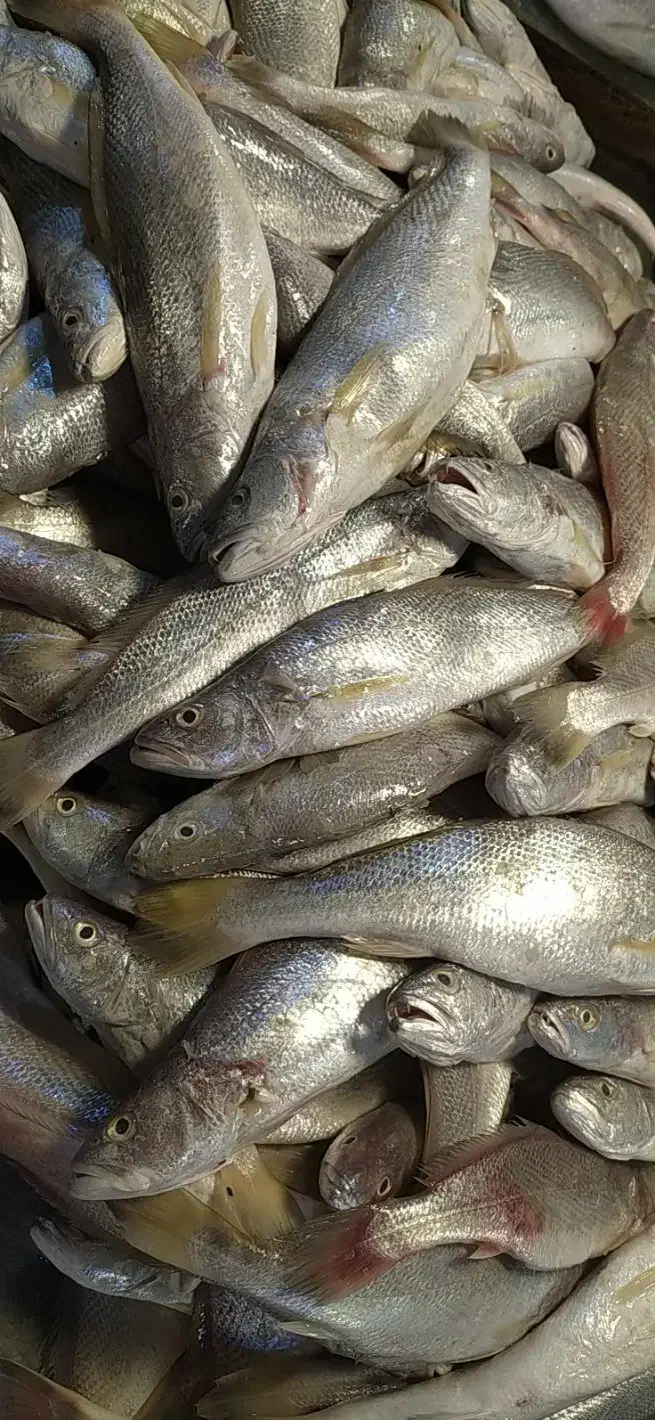 شوریده ارزونتر از بیاح|ماهی|بندر ماهشهر, |دیوار