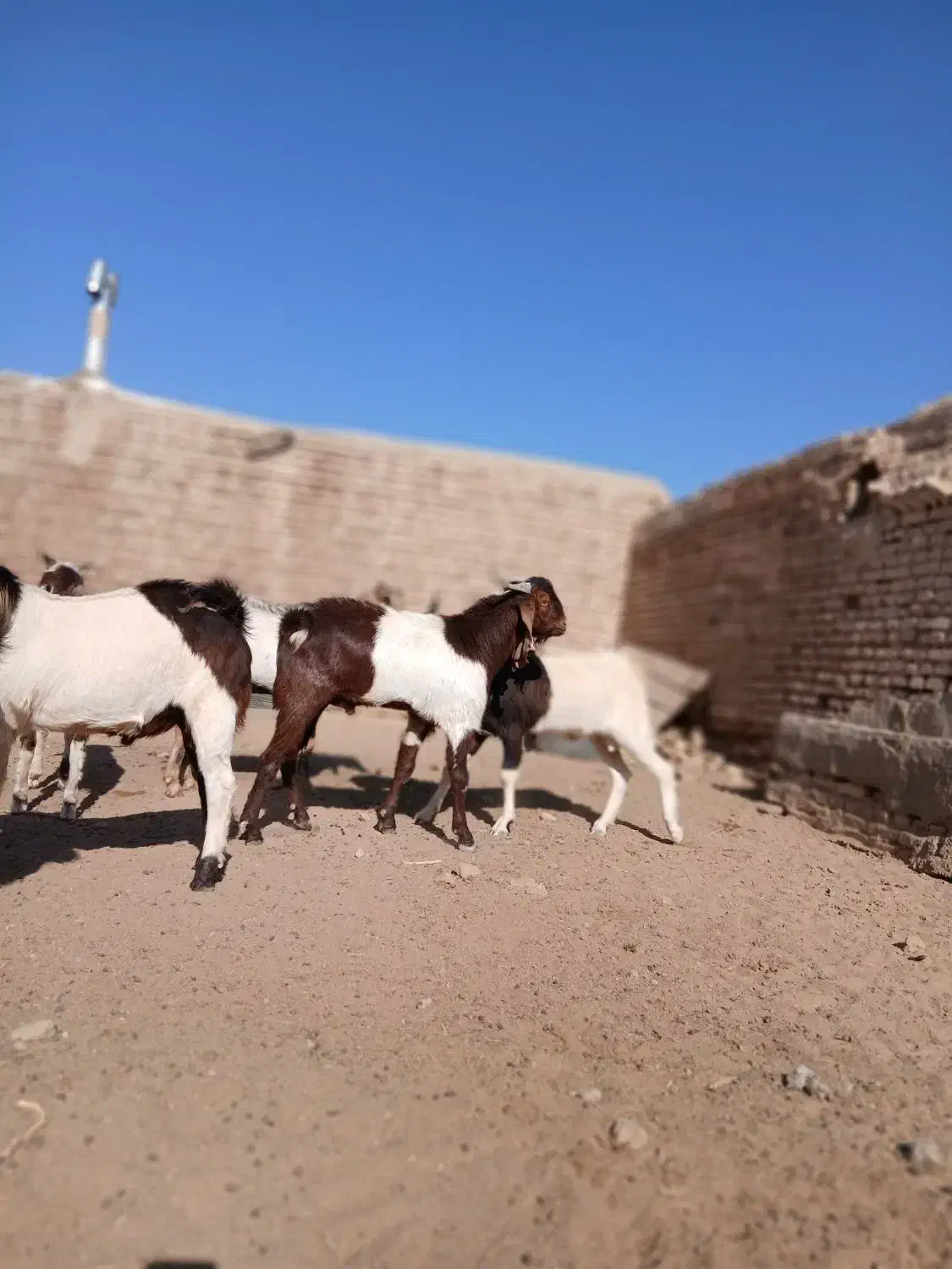 بزغاله نر تخمی|حیوانات مزرعه|سبزوار, پامنار|دیوار