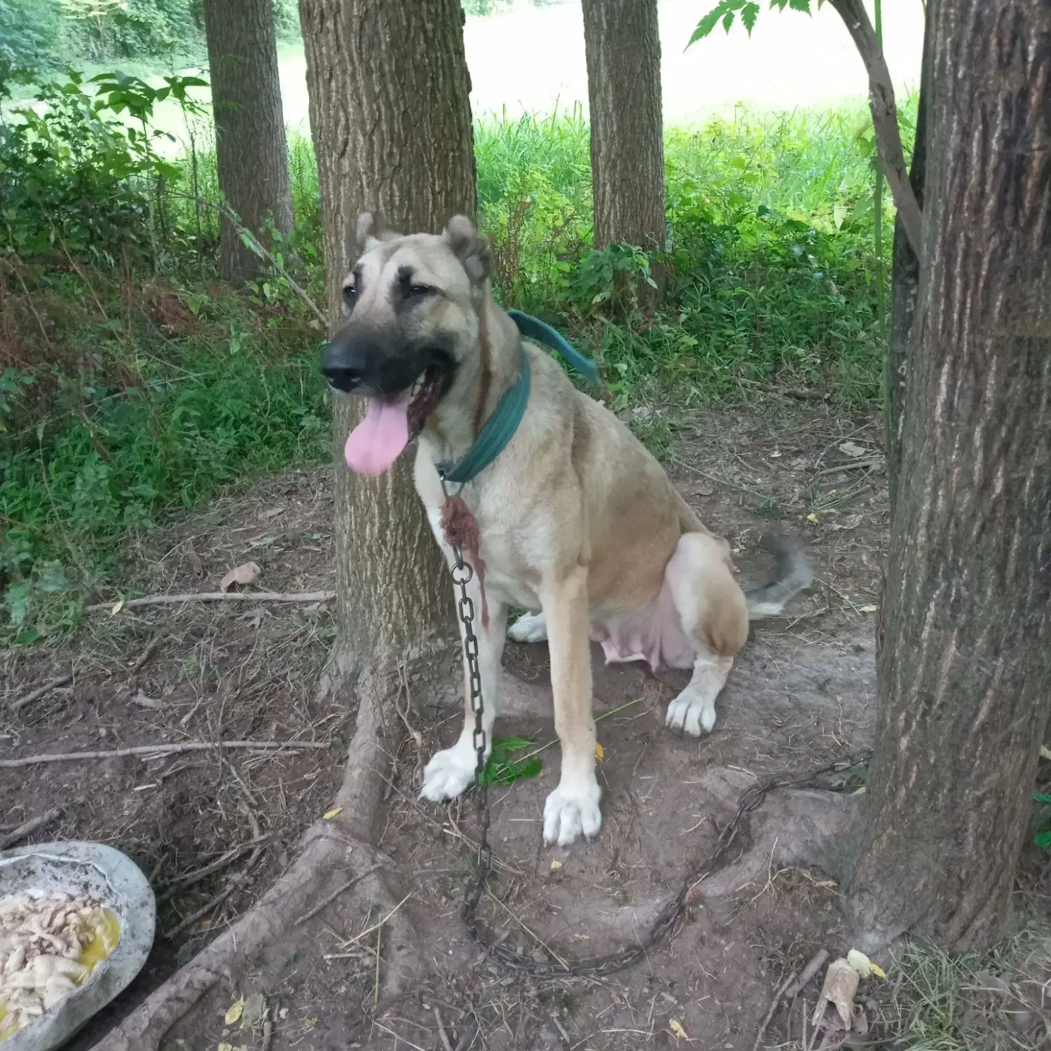 سگ سراب ماده اصل|سگ|رشت, لاکان|دیوار