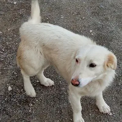 سگ مادی|سگ|زاهدان, |دیوار