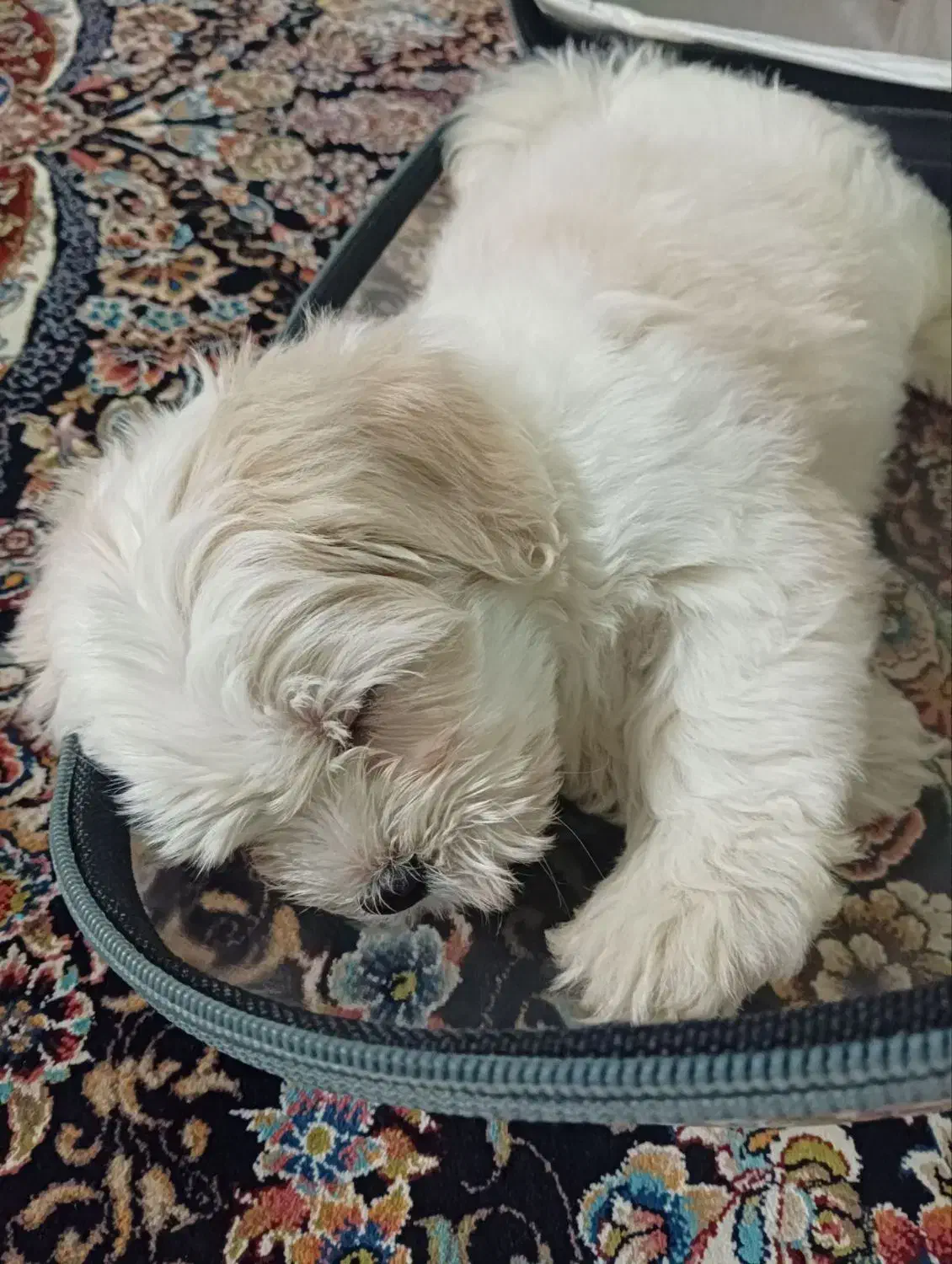 ...|سگ|تهران, نعمتآباد|دیوار