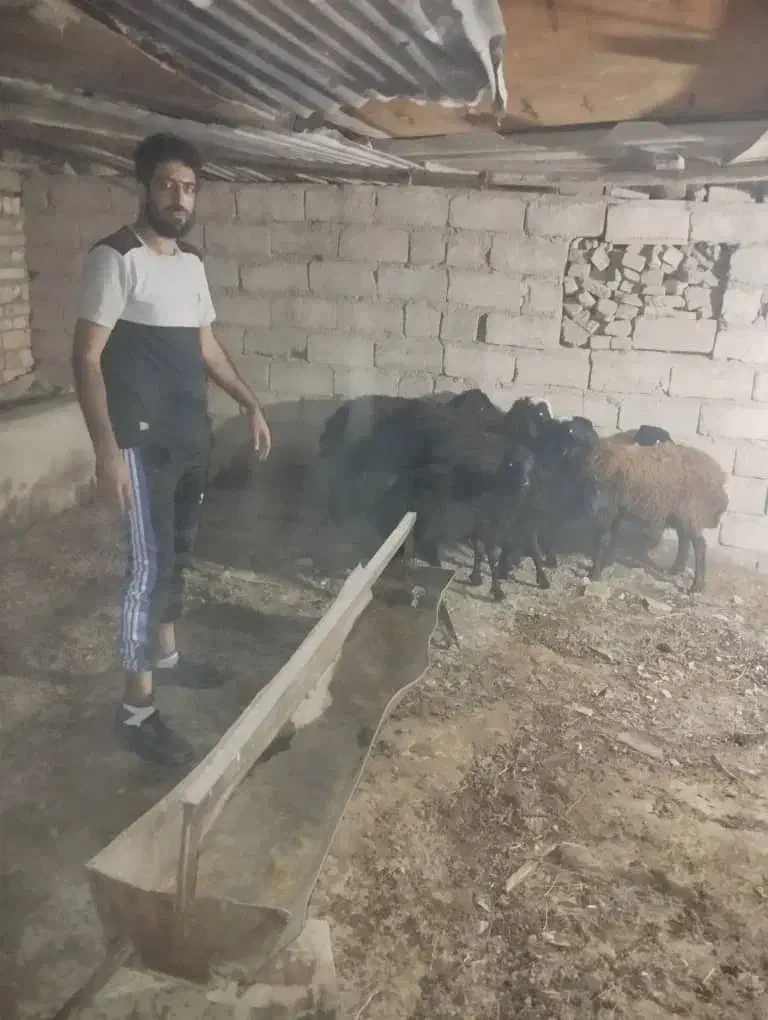 بره فروشی|حیوانات مزرعه|قرچک, ولی آباد|دیوار