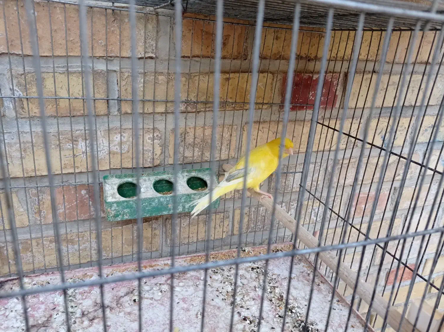 فروش قناری|پرنده|بهبهان, |دیوار