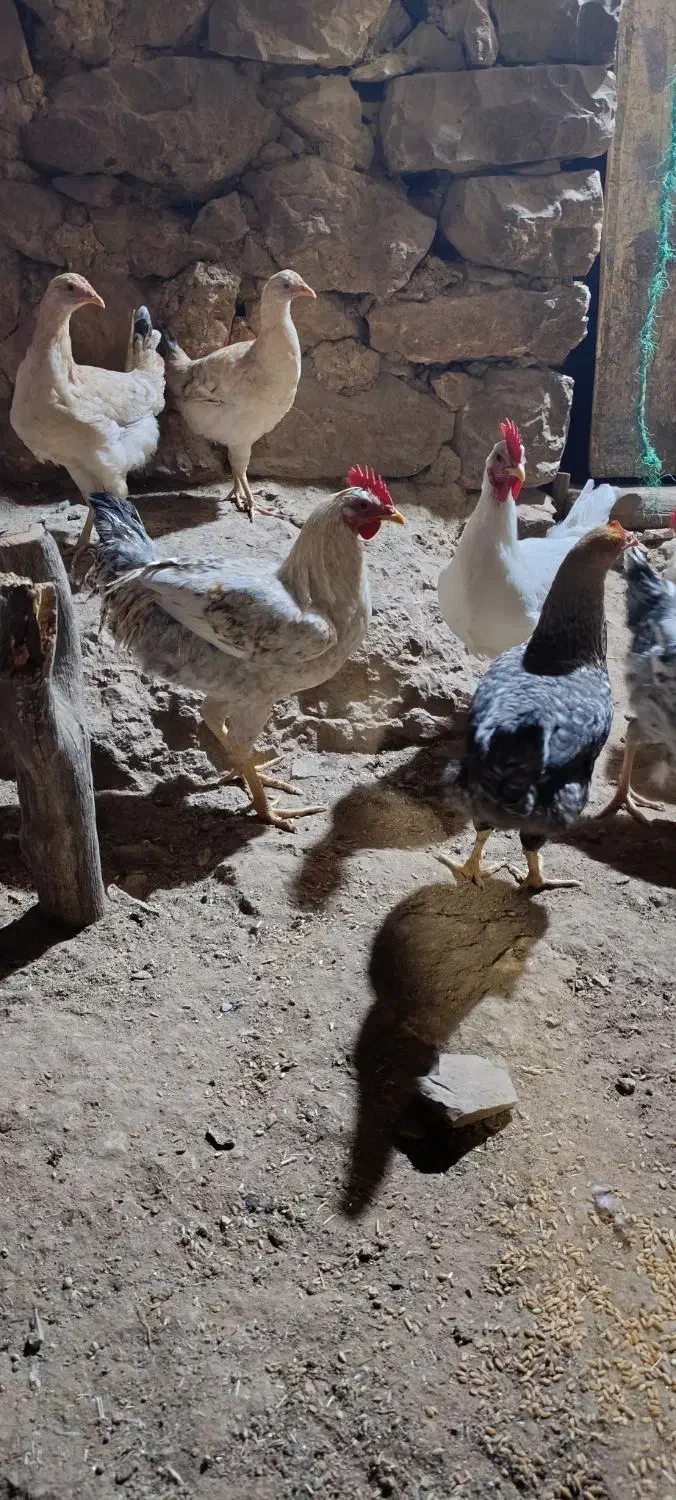 خروس محلی اصل بدون حتی دارو یا واکسن|حیوانات مزرعه|دوگنبدان, |دیوار