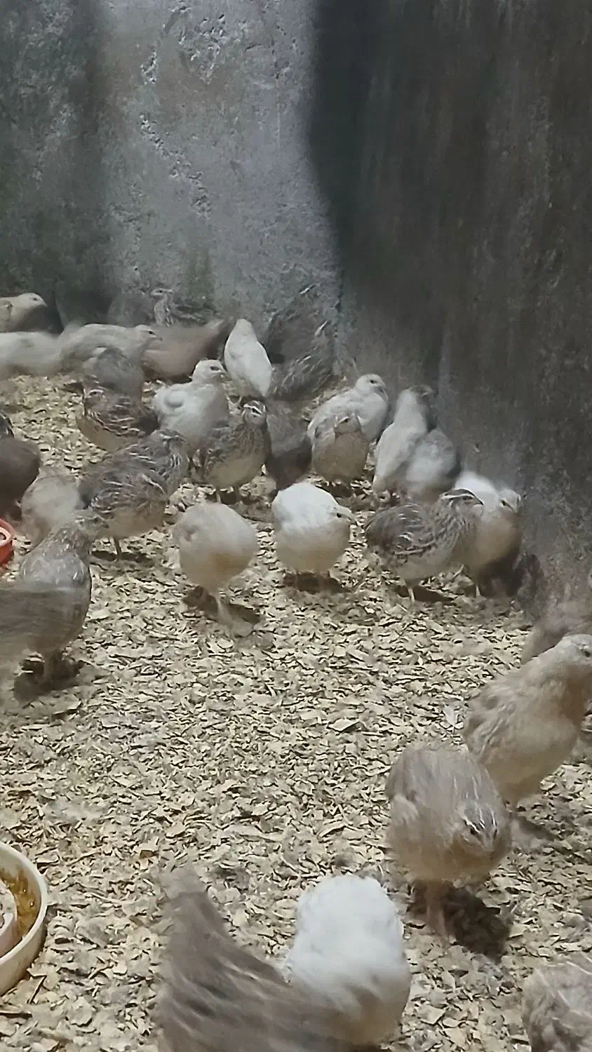 بلدرچین ۵۰روزه گوشتی و تخم گزار|حیوانات مزرعه|لوندویل, |دیوار