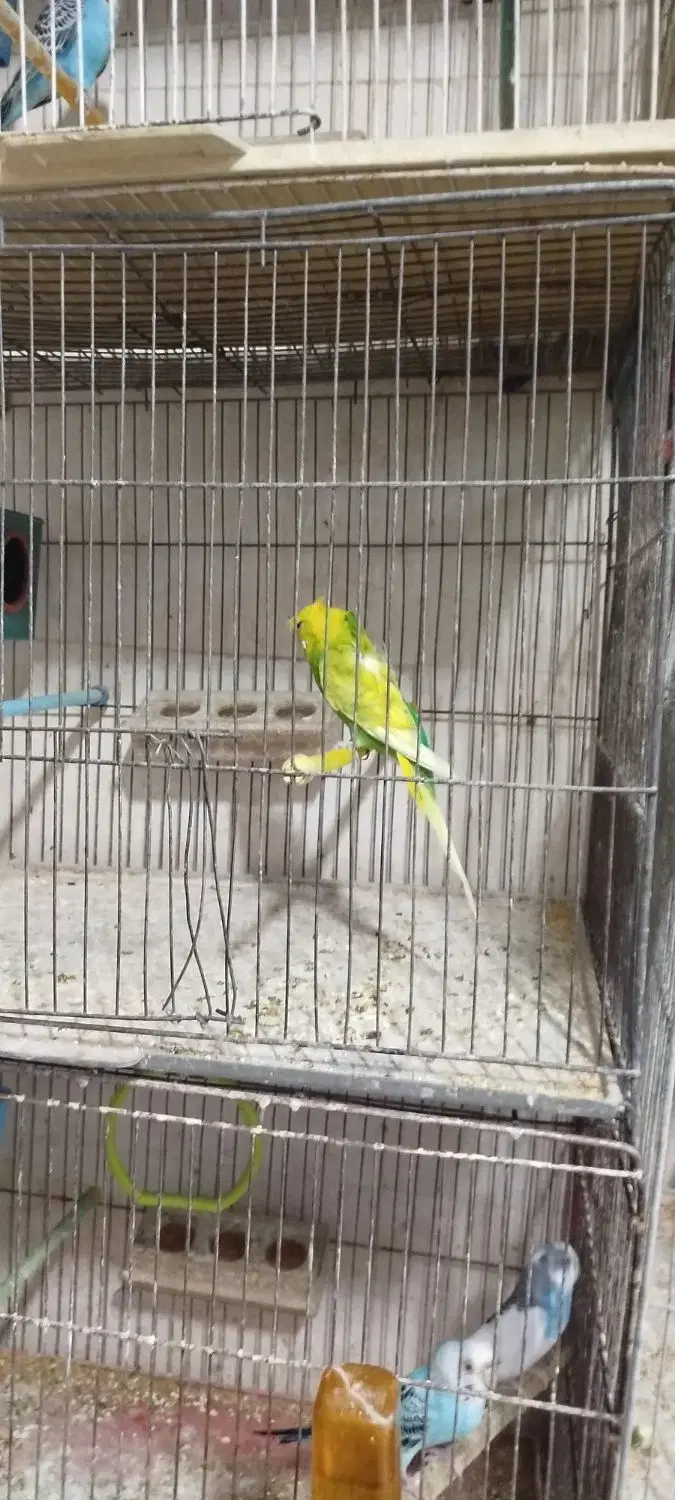 طوطی سان|پرنده|خوی, |دیوار