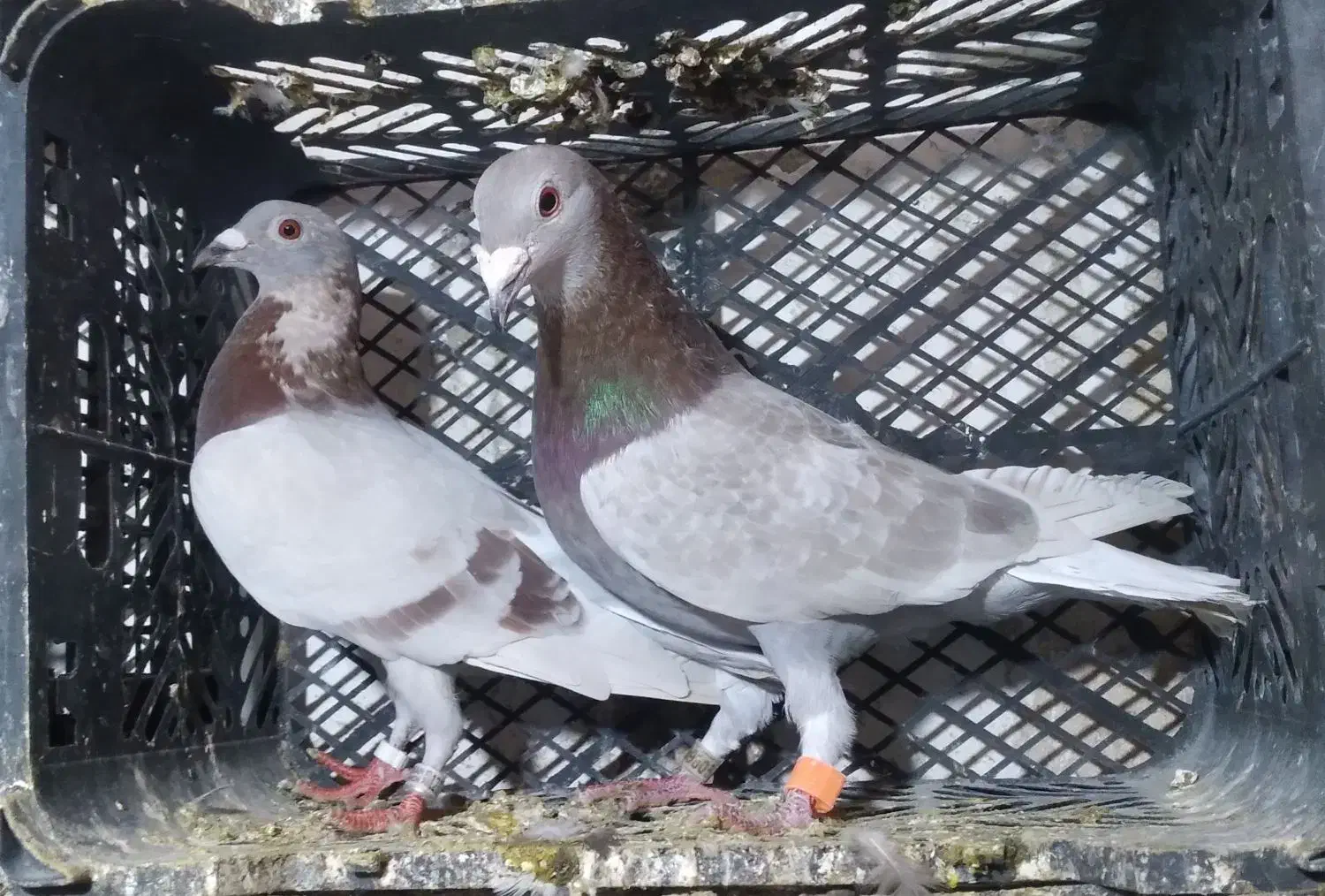 کبوتر مسافتی قورگی فیلی|پرنده|مینودشت, |دیوار