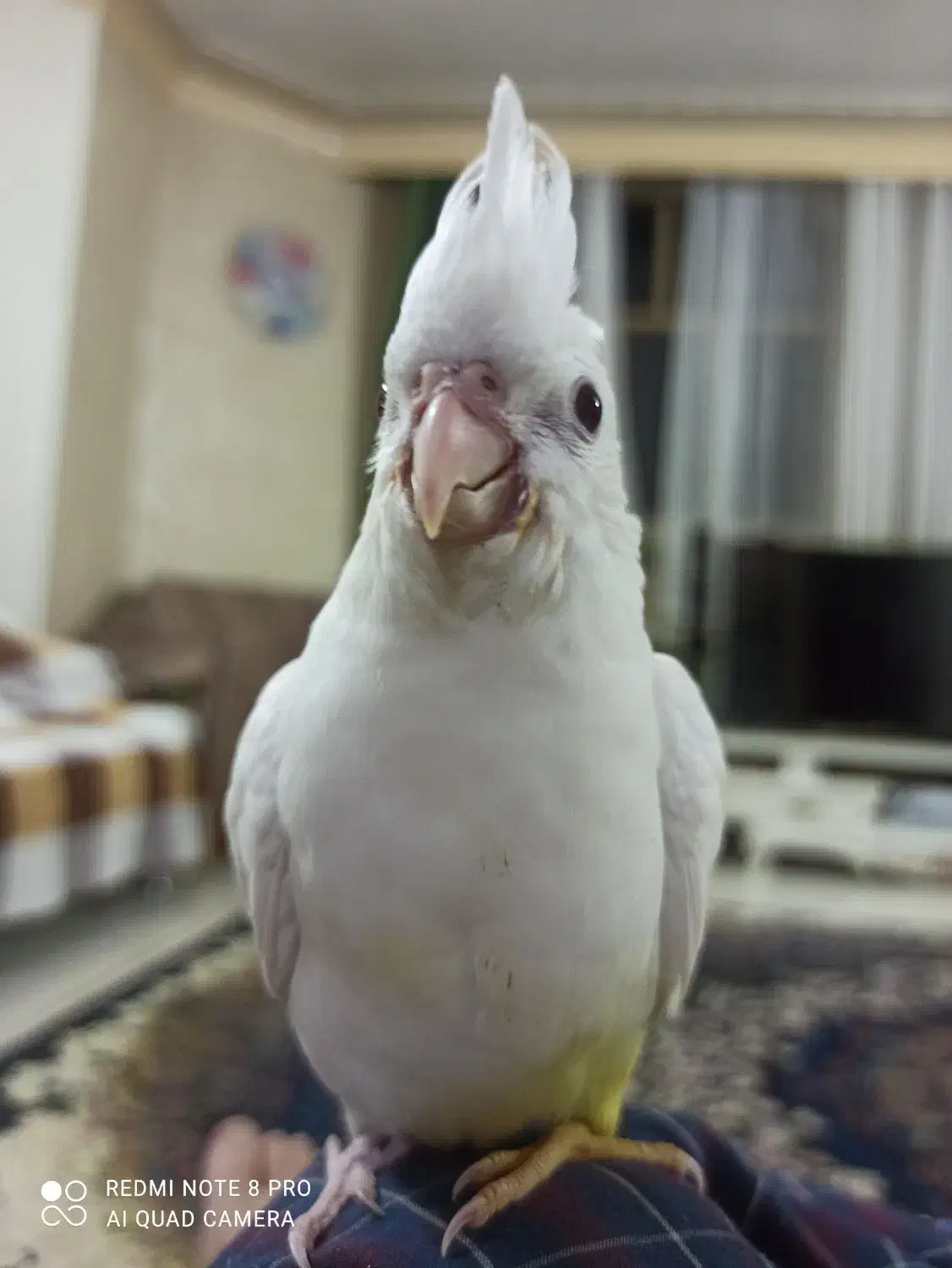 عروس هلندی لوتینو  و  البینو با قفس بزرگ|پرنده|شاهین‌شهر, فردوسی|دیوار