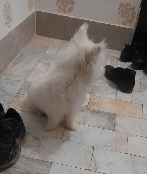 سگ پاپی|سگ|تربتحیدریه, شهرک ولیعصر|دیوار