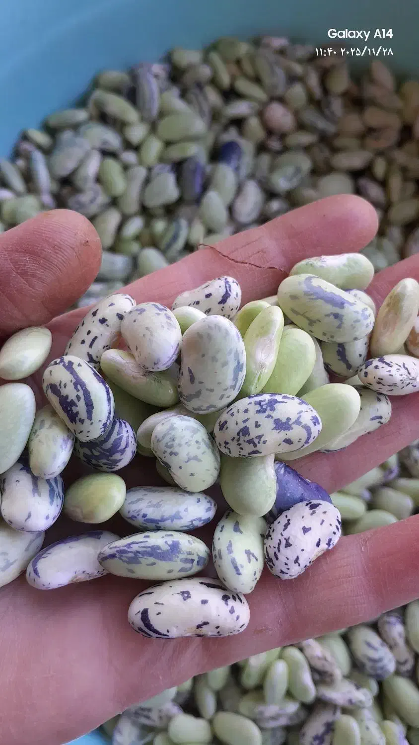 پاچه باقلا|خوردنی و آشامیدنی|ماکلوان, |دیوار