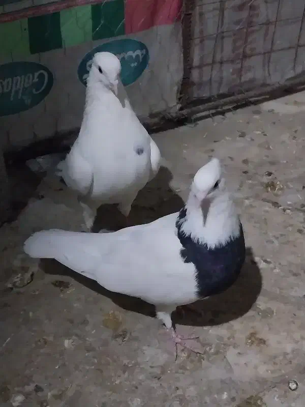 کفتر طوقی|پرنده|قروه, |دیوار