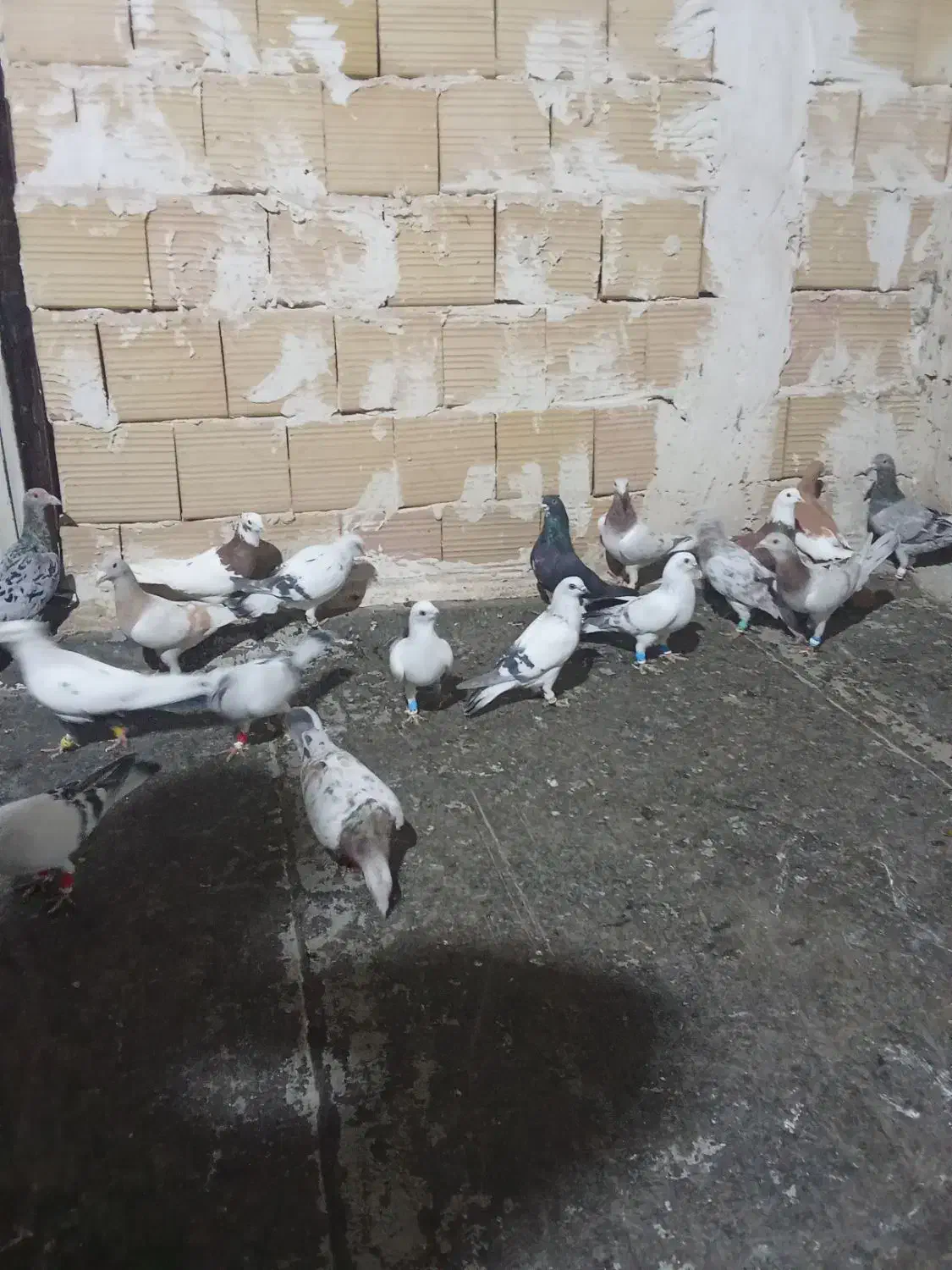 کبوتر پرشی|پرنده|الوند, |دیوار