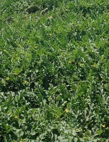 زمین  با وکالت از مالک جاده فتح آباد مرودشت|فروش دفتر صنعتی، کشاورزی، تجاری|مرودشت, ده بید|دیوار