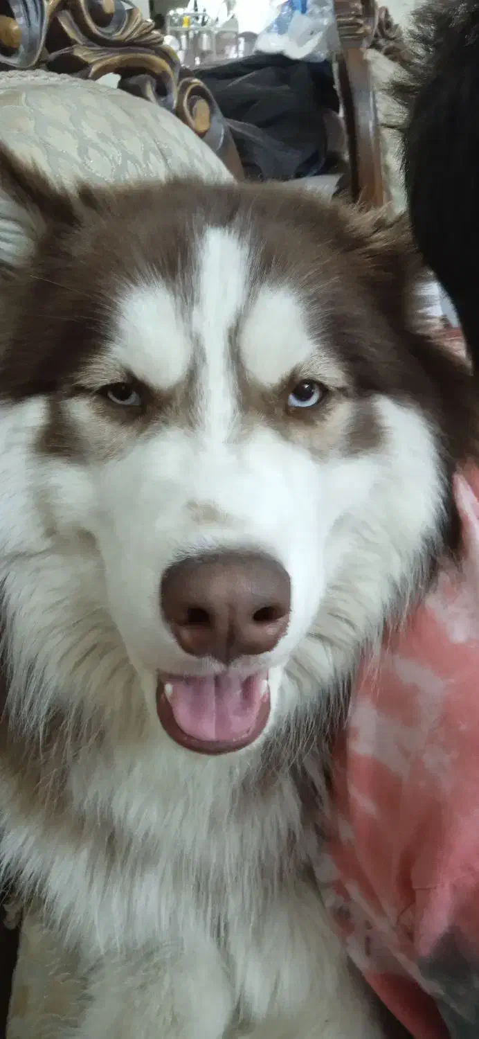 سگ هاسکی|سگ|تهران, سیروس|دیوار