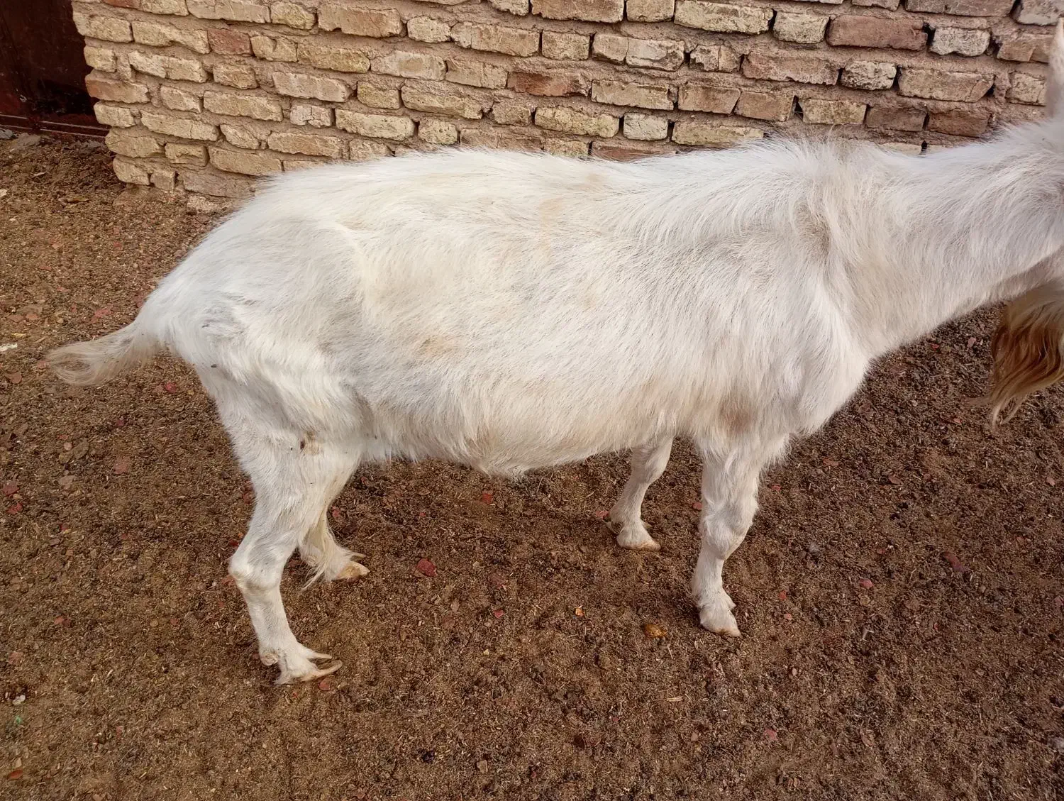 دوبر سانن و کهره سانن بذری|حیوانات مزرعه|خرامه, |دیوار