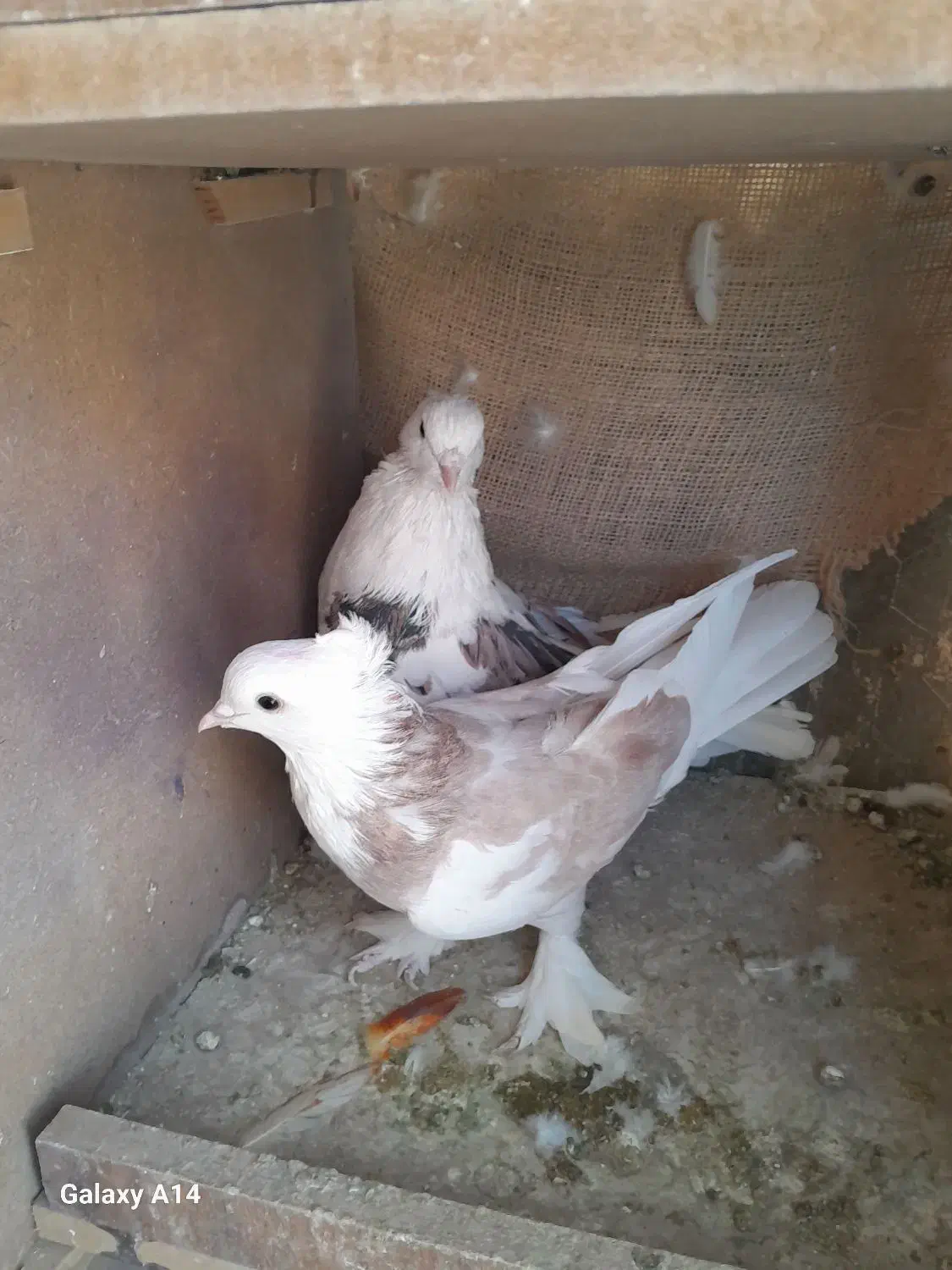 کبوتر هما کاکلی|پرنده|تهران, بازار|دیوار