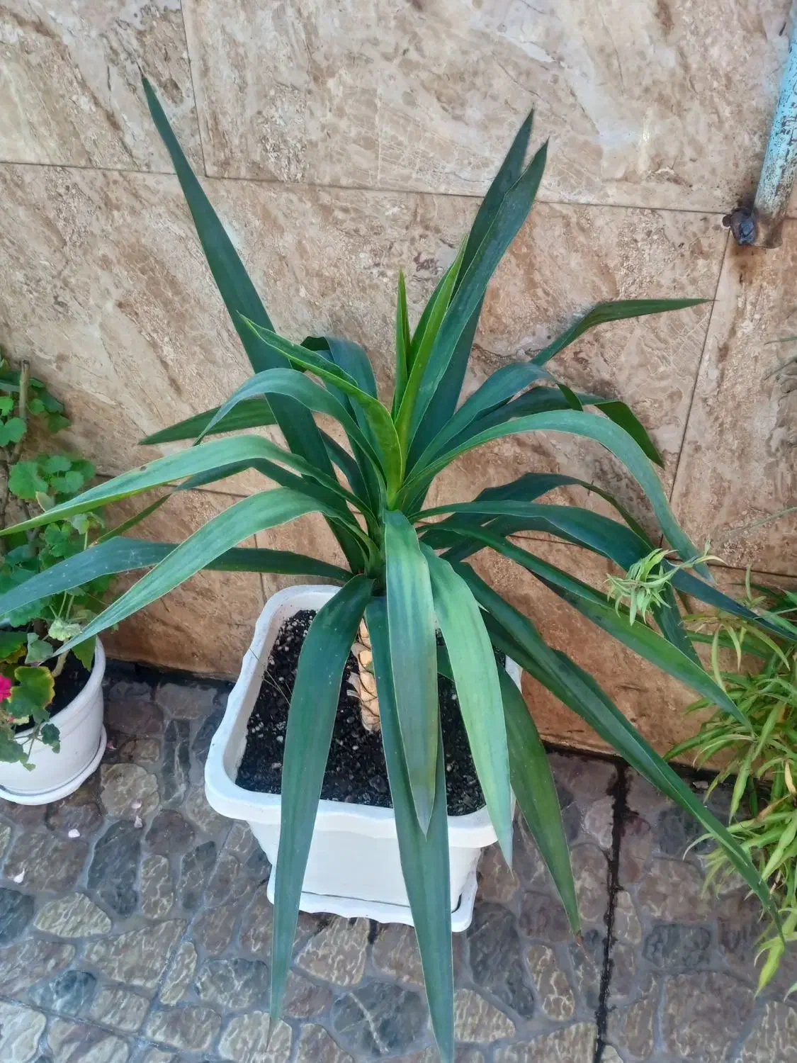 گل های زیبا|گل و گیاه طبیعی|رشت, معلولین|دیوار