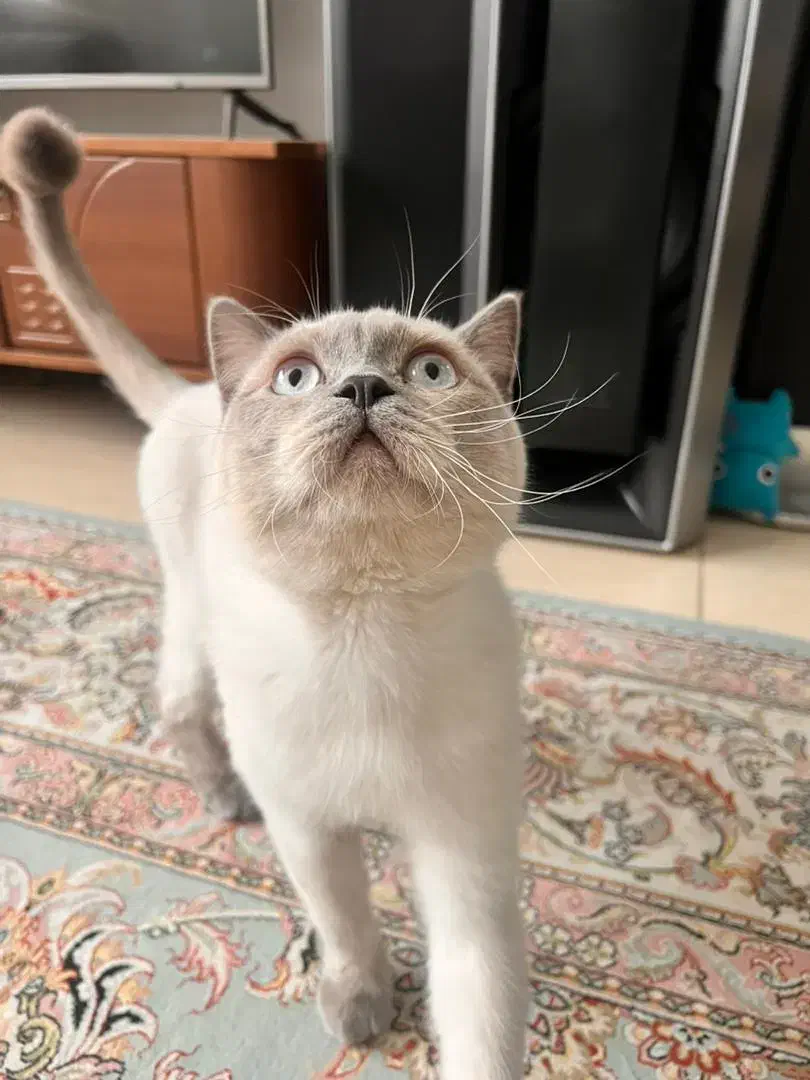 گربه بلو|گربه|کرج, اسدآباد|دیوار