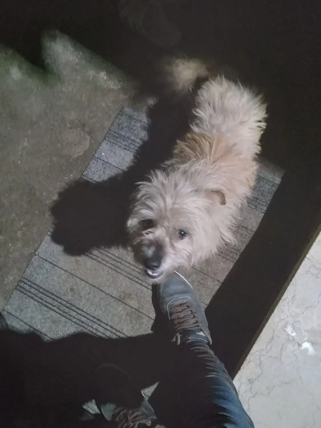 سگ گمشده|سگ|آستارا, |دیوار