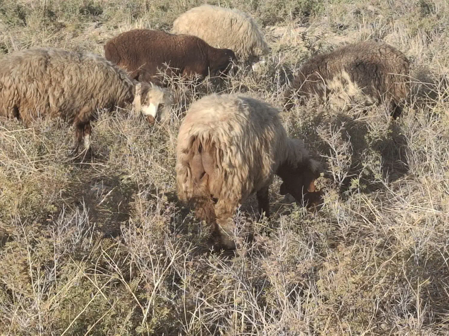 2راس میش چاق و آبستن|حیوانات مزرعه|فراشبند, |دیوار