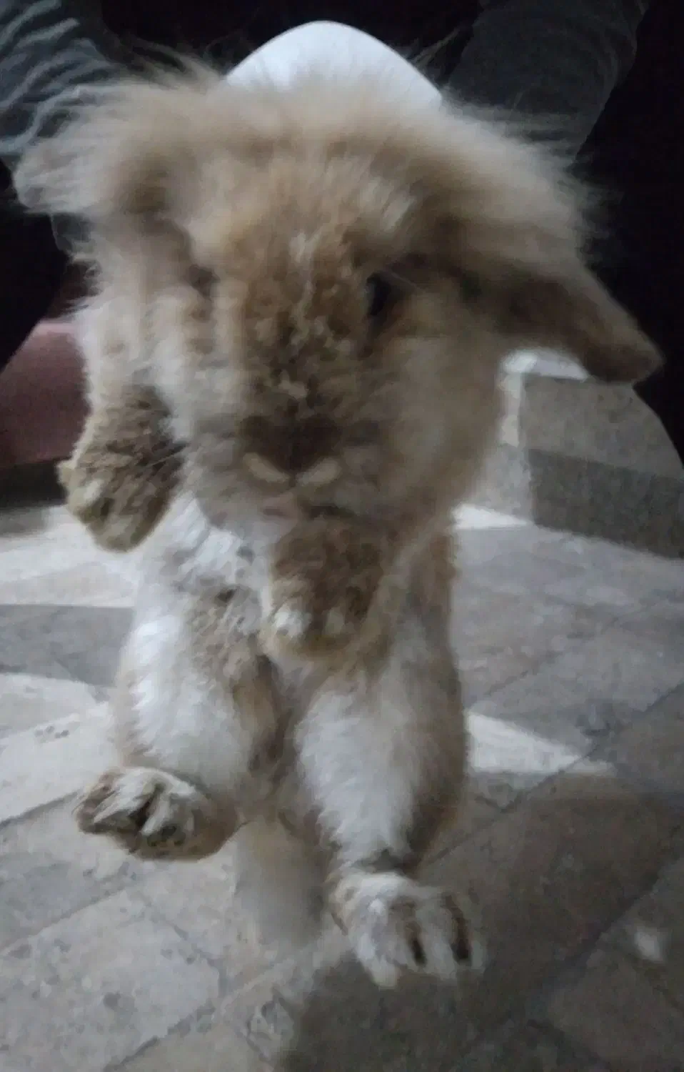 خرگوش بامزه|موش و خرگوش|مشهد, قائم|دیوار