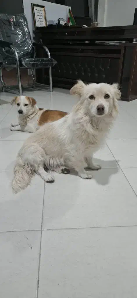 2 تاسگ پیدا شده در گلبهار پرند|سگ|گلبهار, شهر جدید گلبهار|دیوار