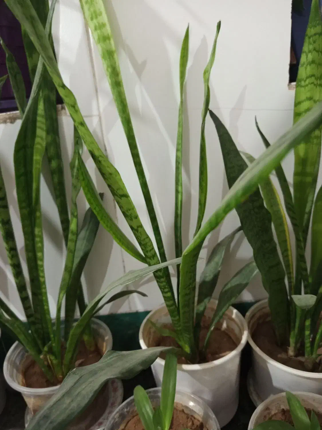 گلهای طبیعی و زیبا|گل و گیاه طبیعی|خانمیرزا, |دیوار