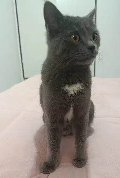 گربه راشن بلو|گربه|صدرا-فارس, فاز ۱|دیوار