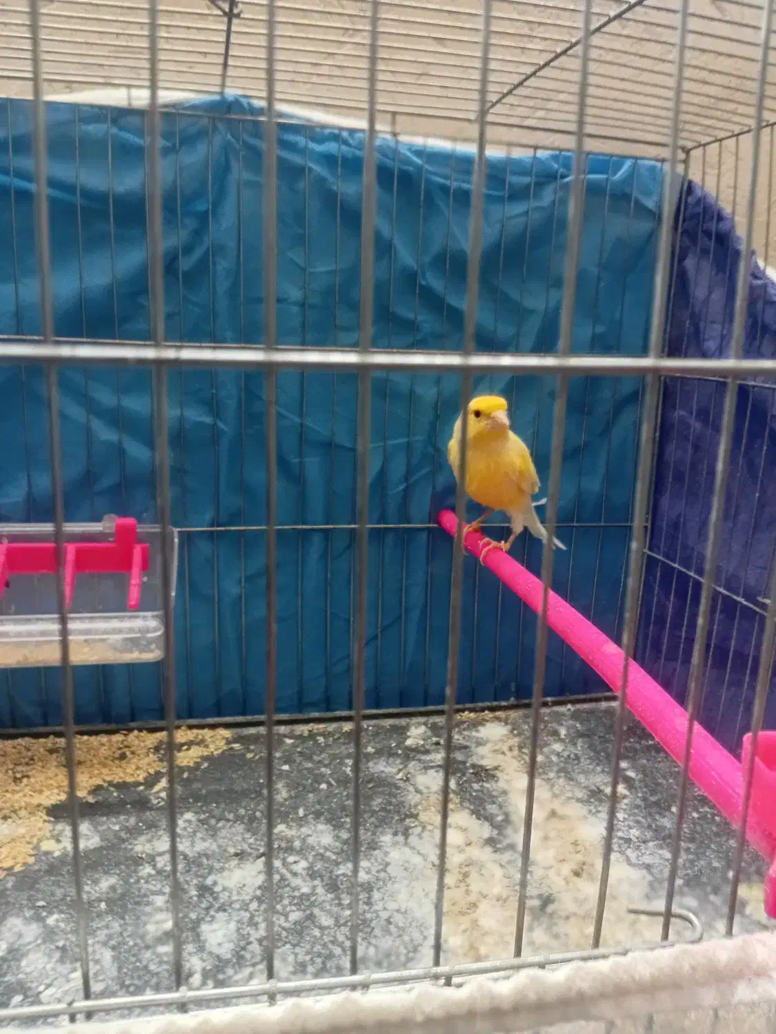 قناری نر|پرنده|نیشابور, دارایی|دیوار