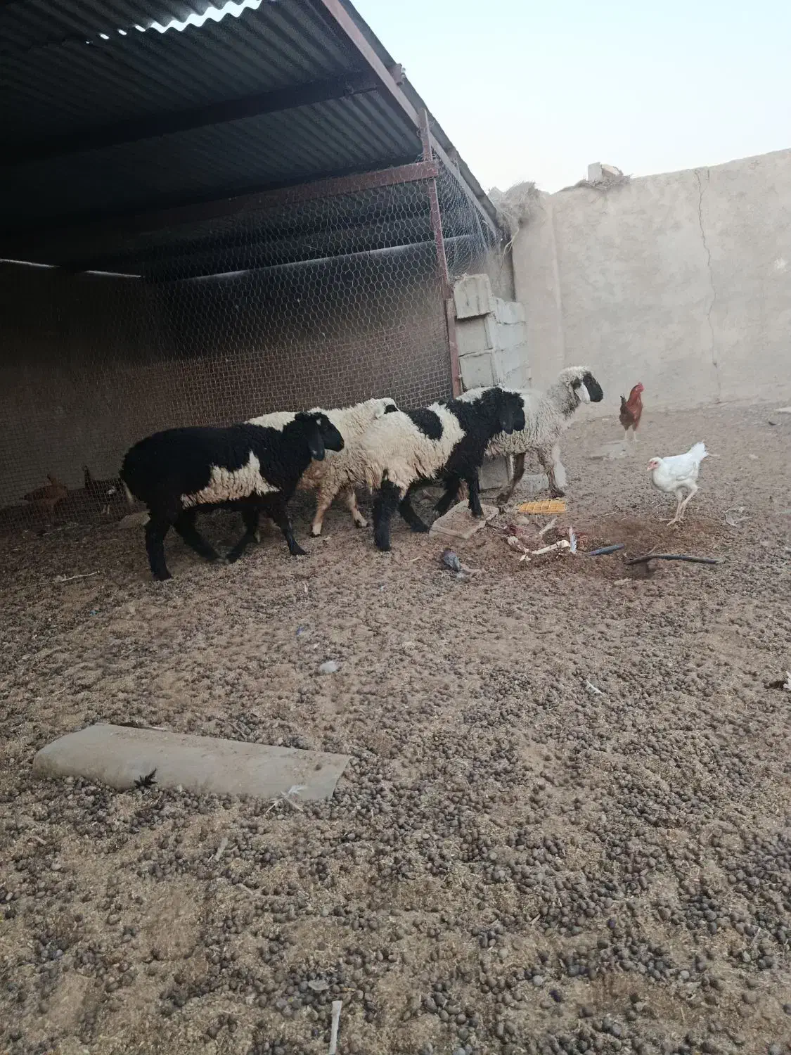 یبل|حیوانات مزرعه|هامون, |دیوار