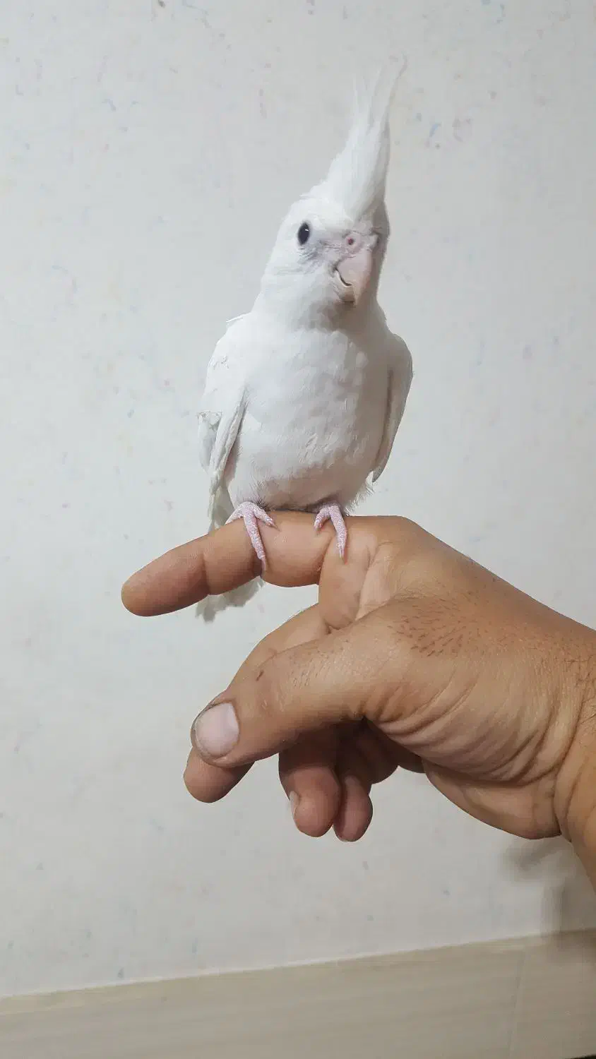 جوجه عروس|پرنده|دزفول, |دیوار