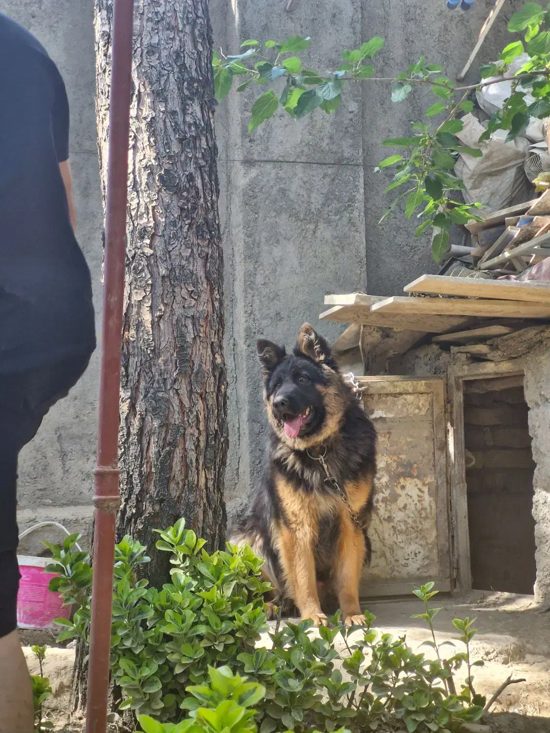 سگ گمشده|حیوانات|مشهد, ثامن|دیوار