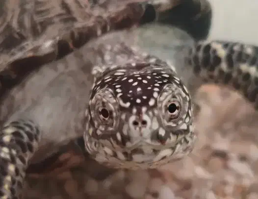 فروش|خزنده|خمین, |دیوار