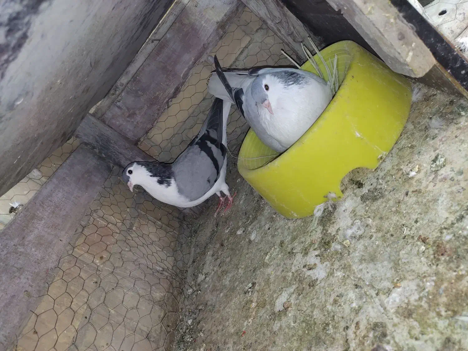 جفت کبوتر شیرازی|پرنده|سوسنگرد, |دیوار