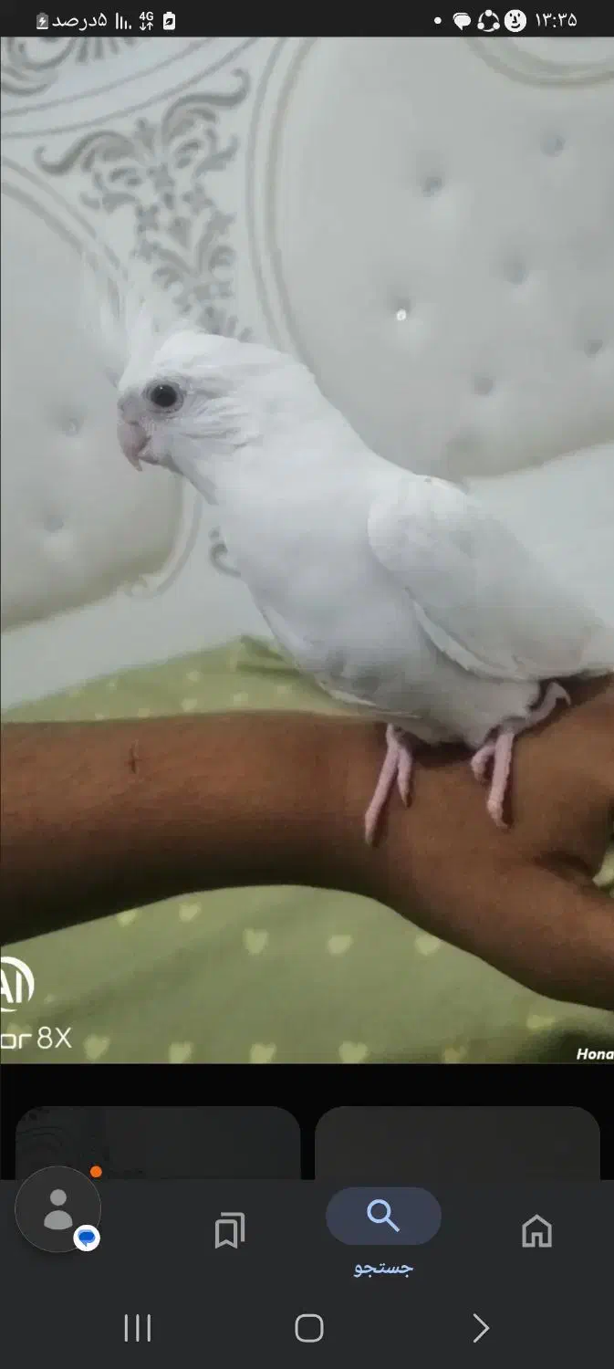 گمشده|حیوانات|قم, زند آباد|دیوار