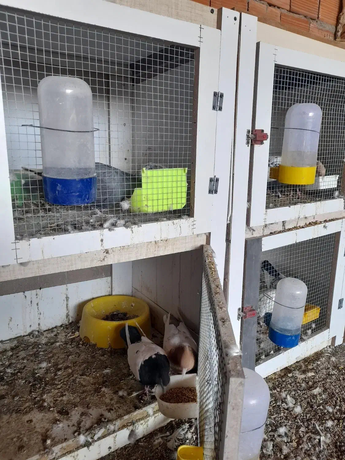 کبوتر|پرنده|رفسنجان, |دیوار