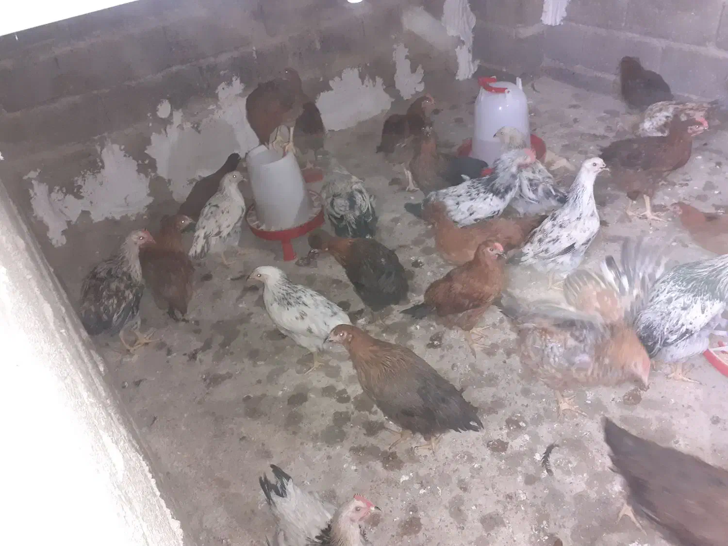 جوجه محلی|حیوانات مزرعه|بهبهان, |دیوار