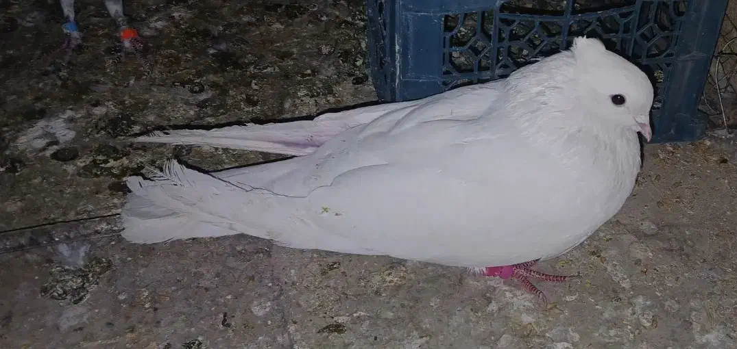 کفتر|حیوانات|بروجرد, |دیوار