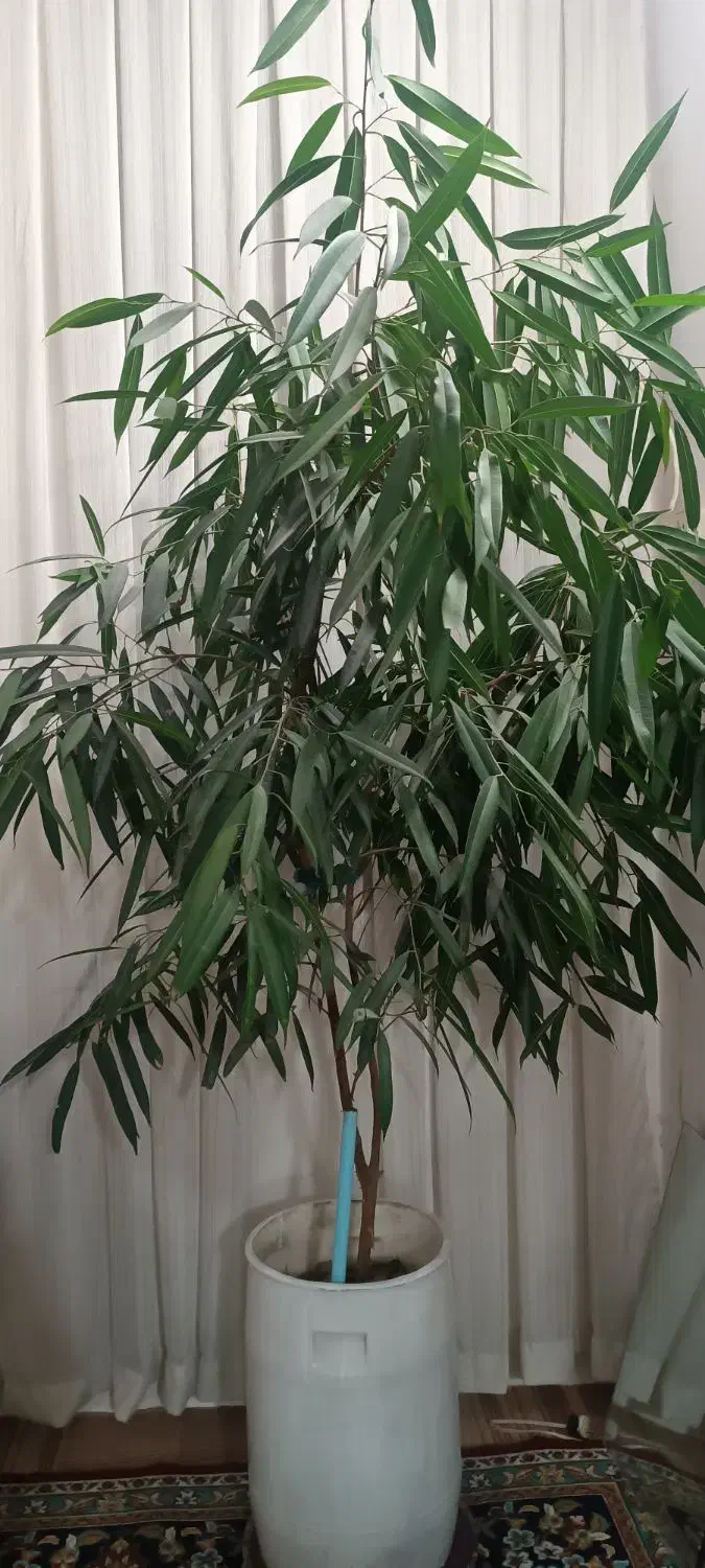 گل بنجامین امستل|گل و گیاه طبیعی|مشهد, رسالت|دیوار