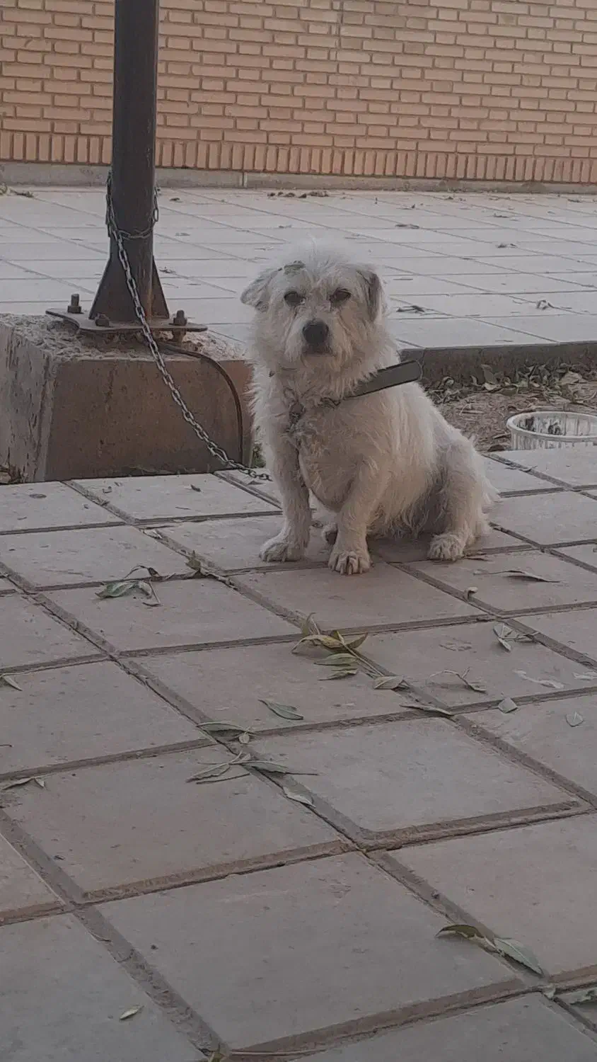 واگزاری سگ شیتزو|سگ|تاکستان, |دیوار