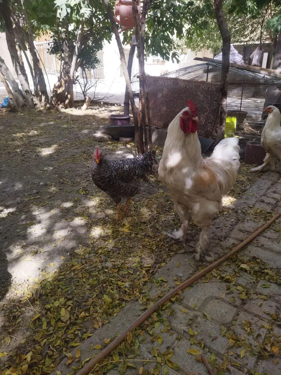 ۲ تا خروس سالم و سرحال|حیوانات مزرعه|مشهد, جنت|دیوار