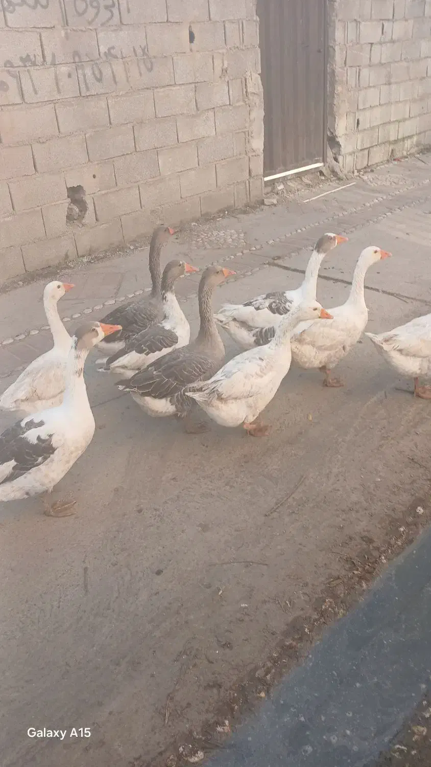 غاز فروشی|حیوانات مزرعه|آزادشهر, |دیوار